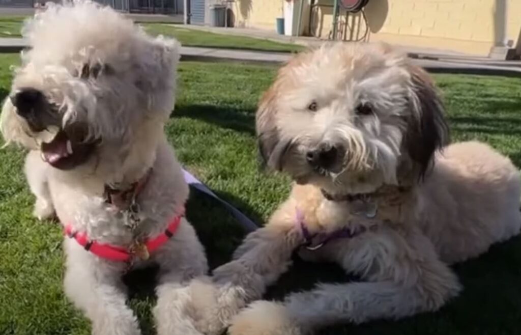 2 perros de caza Soft coated wheaten