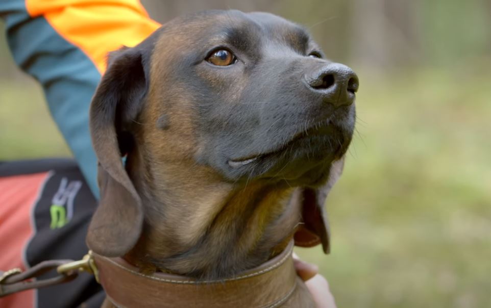 BAYERISCHER GEBIRGSSCHWEISSHUND perro de caza