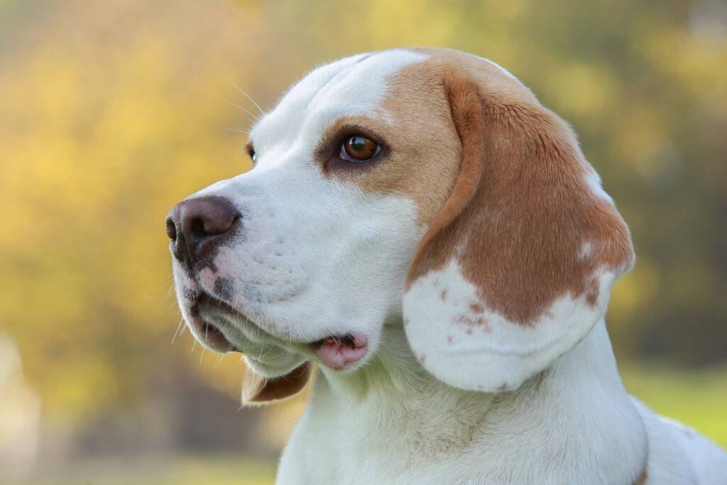 Beagle