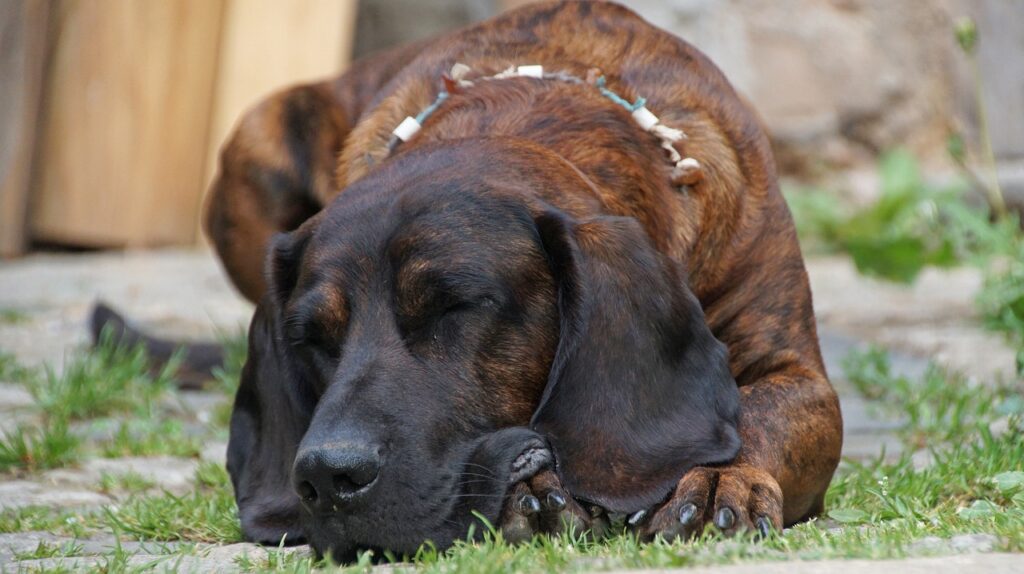 Hannoverscher Schweißhund perro de caza