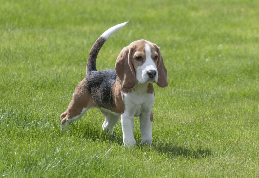 PERRO DE CAZA Beagle