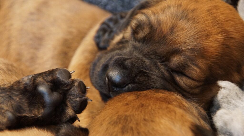 Perro de caza Hannoverscher Schweißhund cachorro