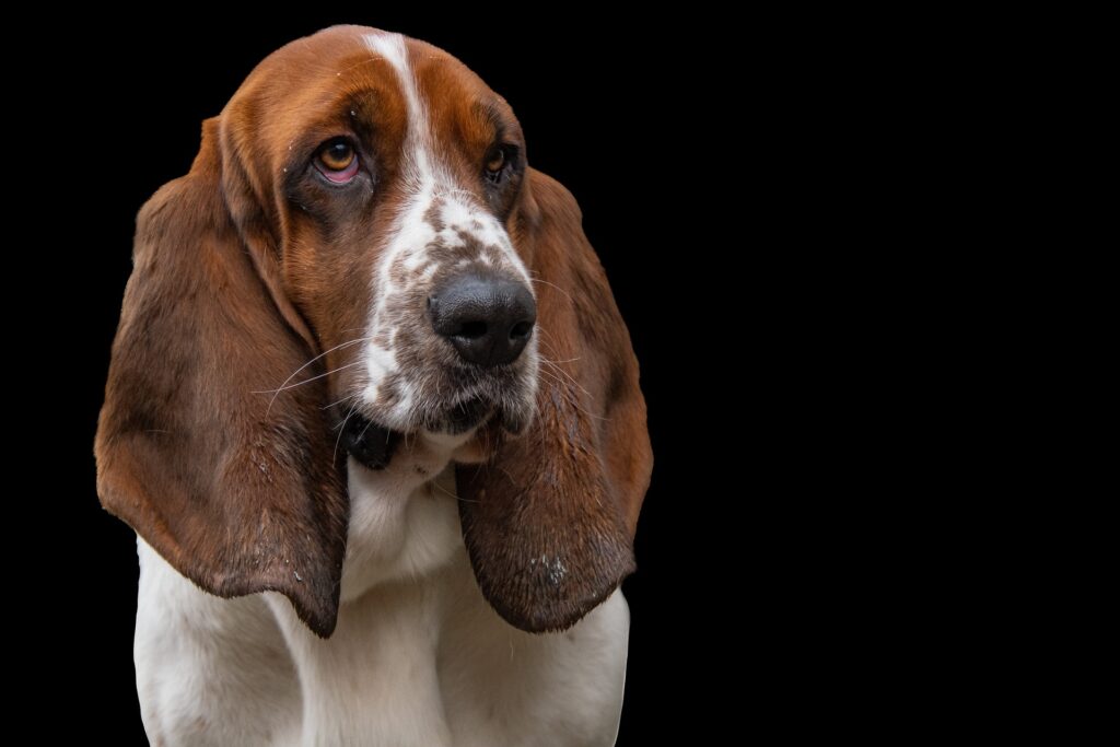 Sabueso Basset