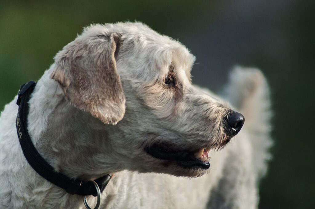 Soft coated wheaten