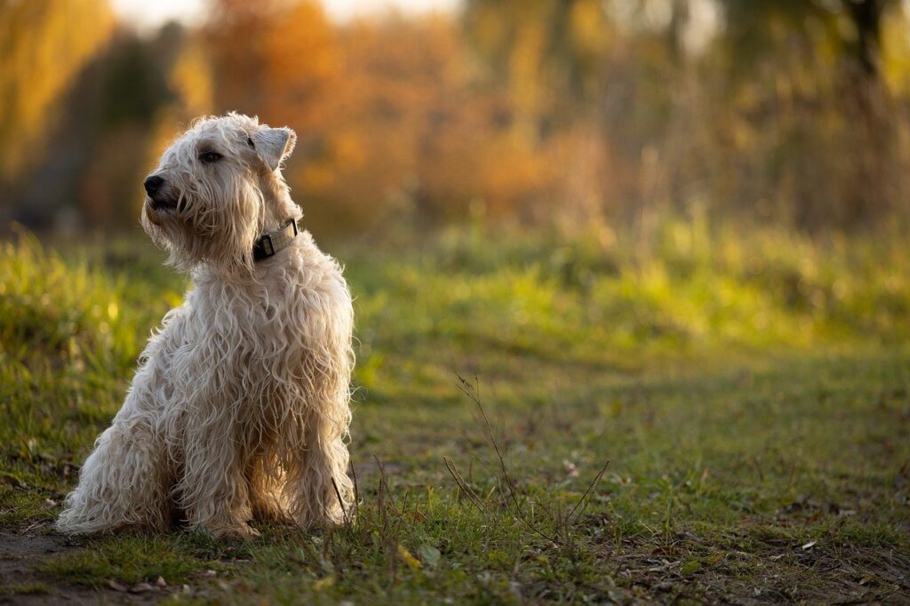 Soft coated wheaten perro de caza