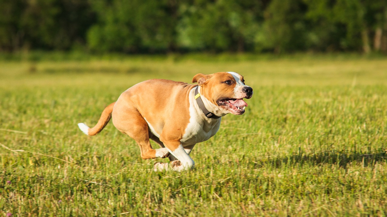 Staffordshire Bull Terrier-perro de caza