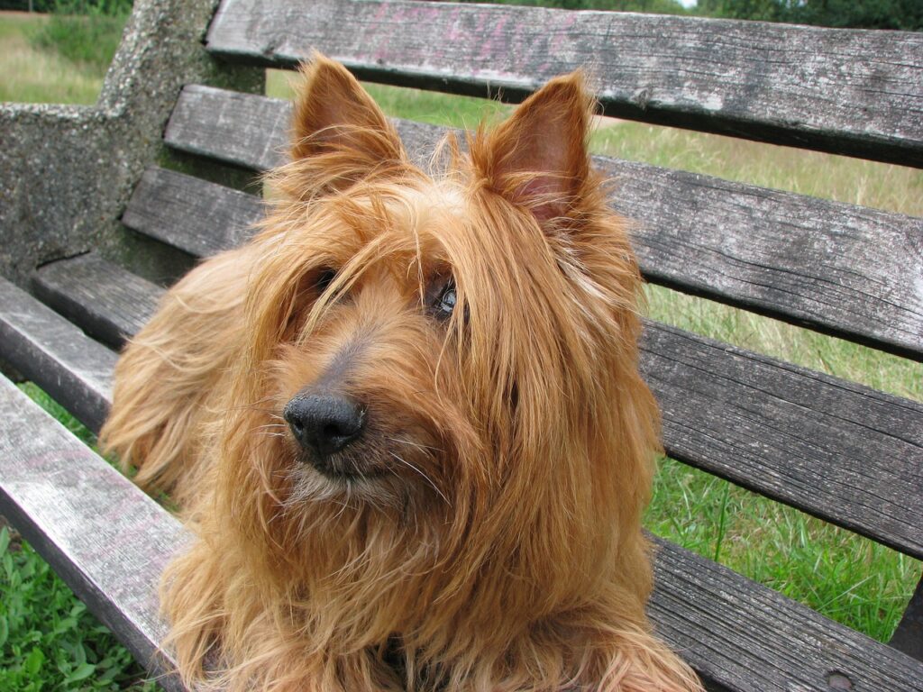 australian-terrier