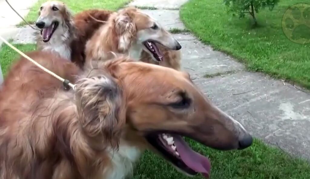 borzoi