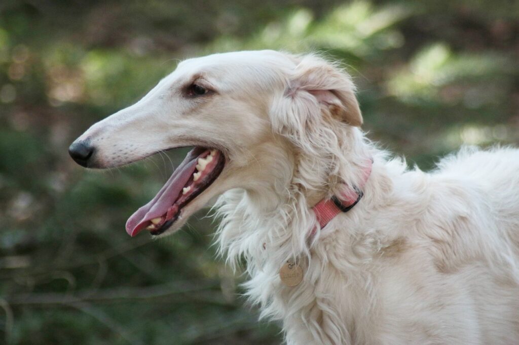 borzoi perro cazador