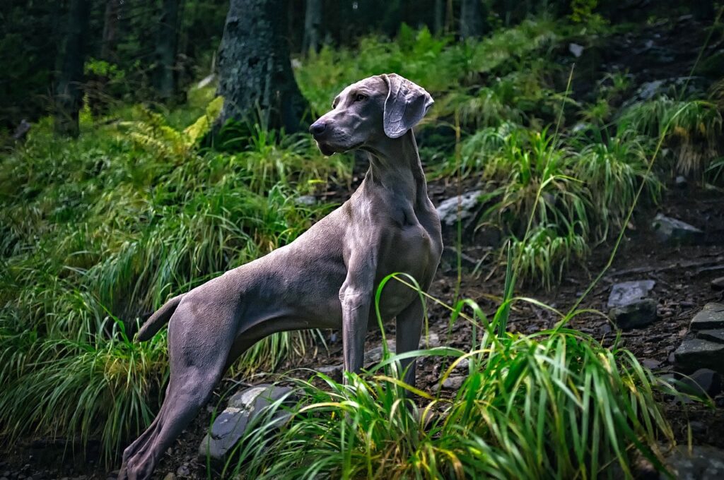 braco de weimaraner perro de caza