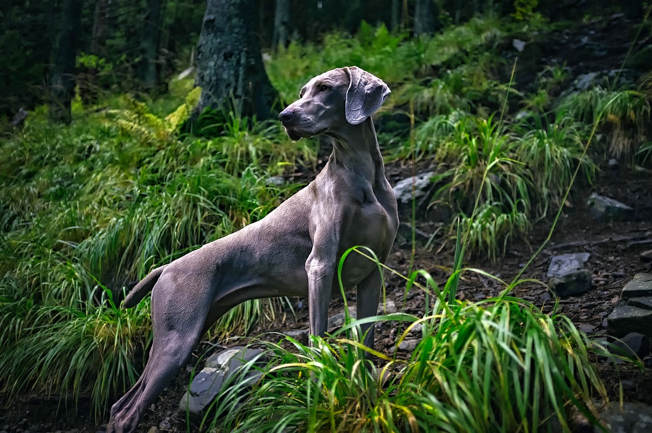 perro de caza Weimaraner