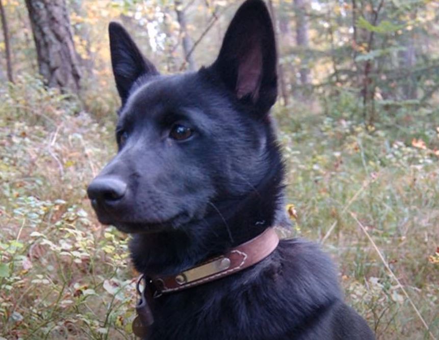 cazador de alces noruego negro perro de caza