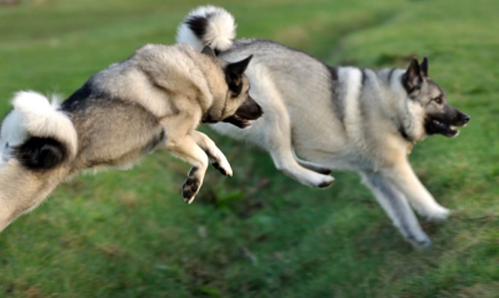 cazador noruego de alces perro de caza