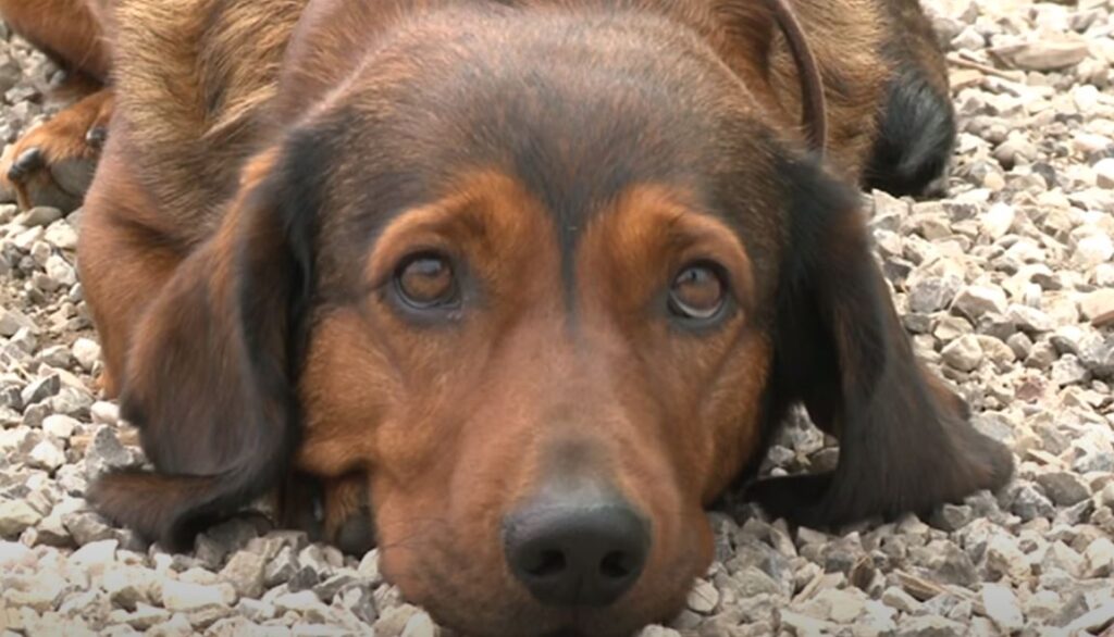 perro de caza ALPENLANDISCHE DACHSBRACKE