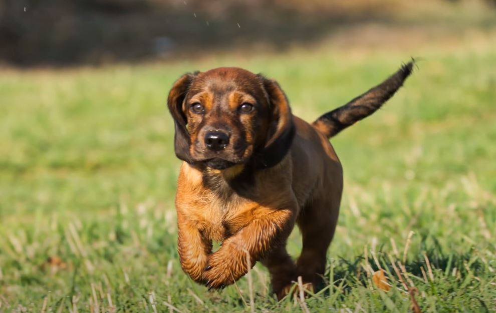 perro de caza ALPENLÄNDISCHE DACHSBRACKE cachorro