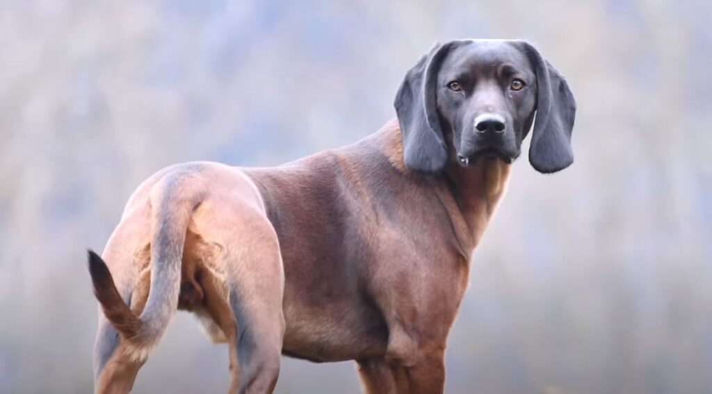 perro de caza BAYERISCHER GEBIRGSSCHWEISSHUND