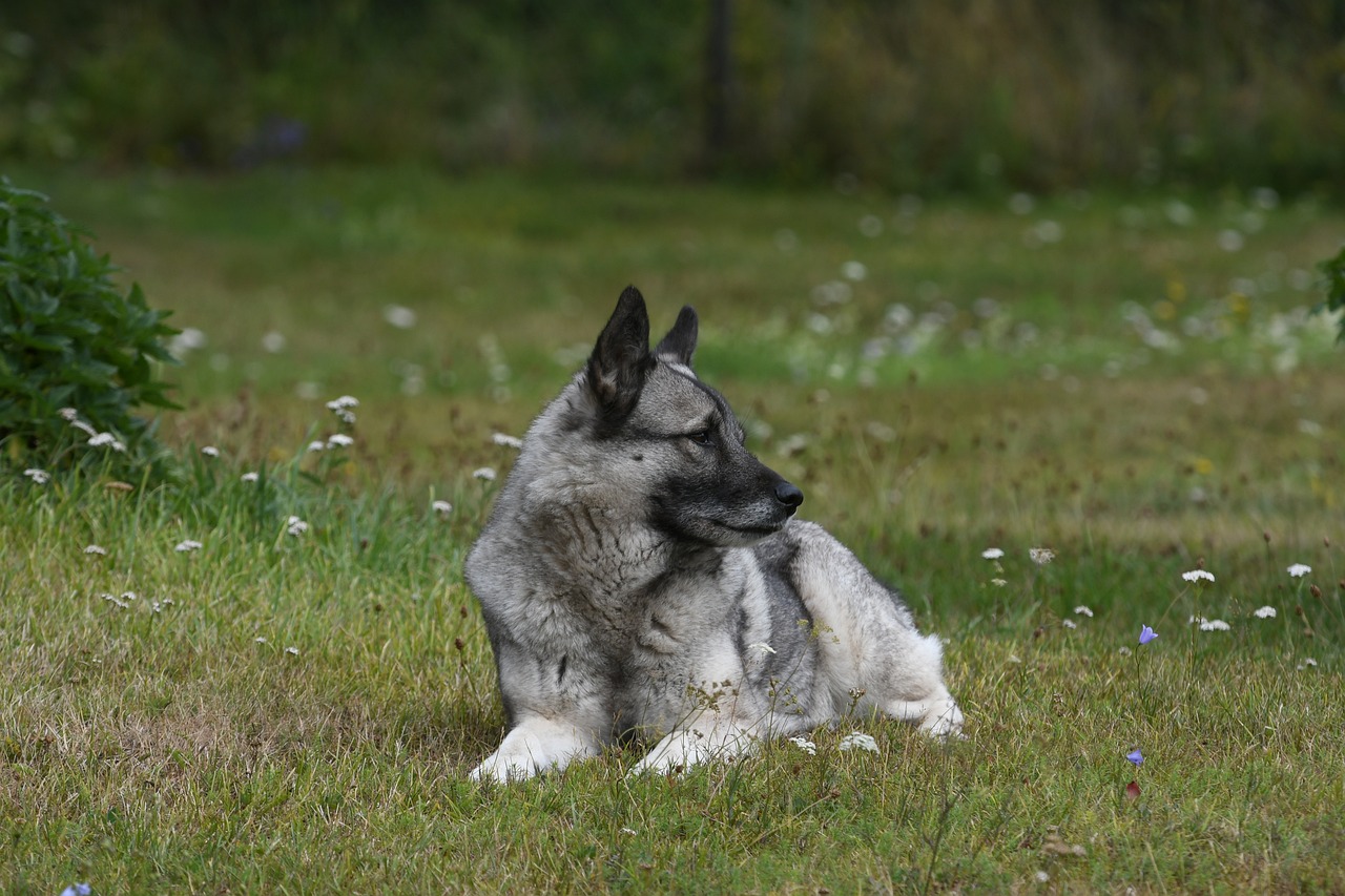 perro de caza Cazador de alces noruego gris