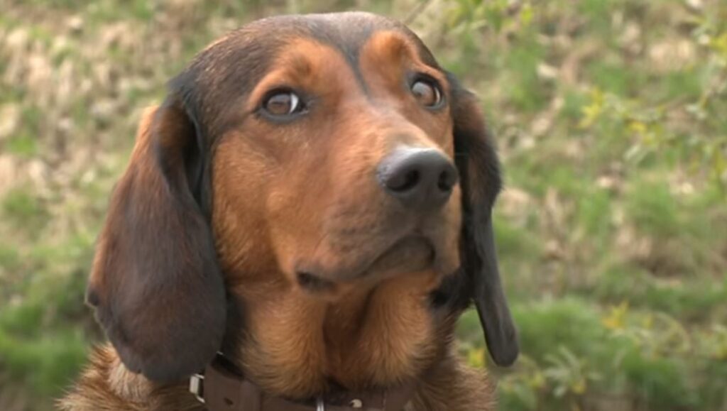 perro de caza Dachsbracke de los Alpes