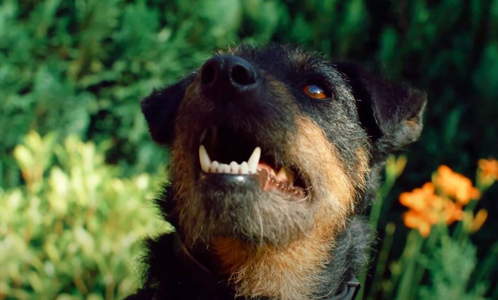 perro de caza Deutscher Jagdterrier