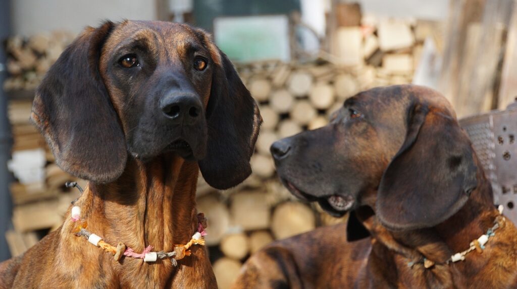 perro de caza Hannoverscher