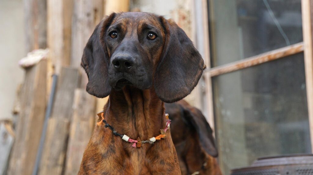 perro de caza Hannoverscher Schweißhund