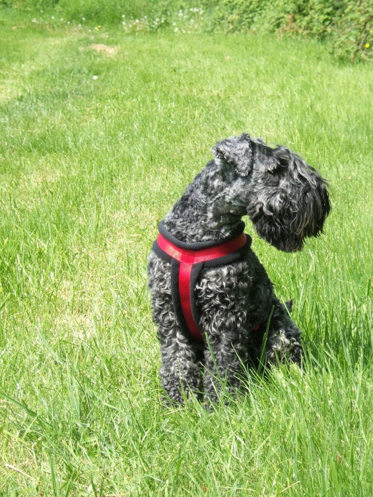 perro de caza Kerry blue terrier