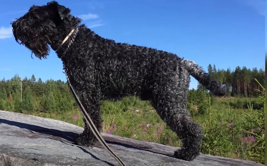 perro de caza Kerry blue terrier adulto