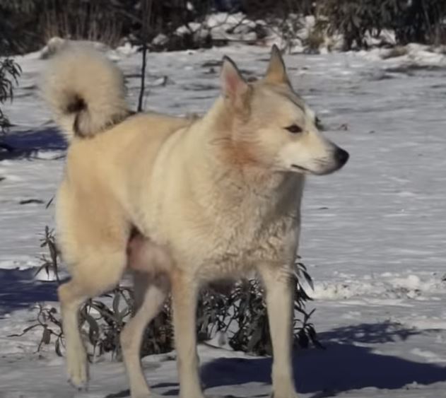 perro de caza Laika de Siberia Oriental