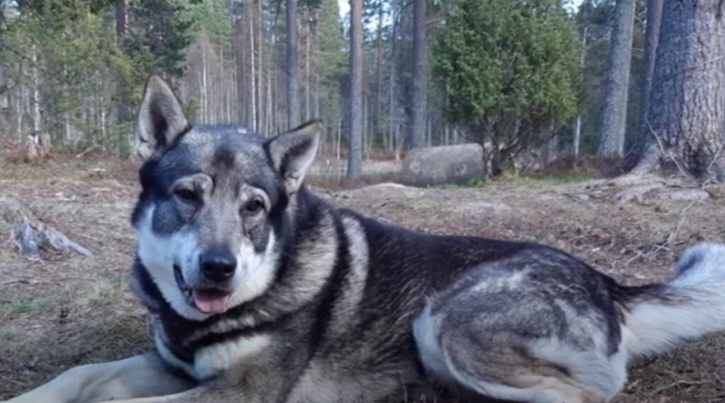 perro de caza Perro cazador de alces de suecia