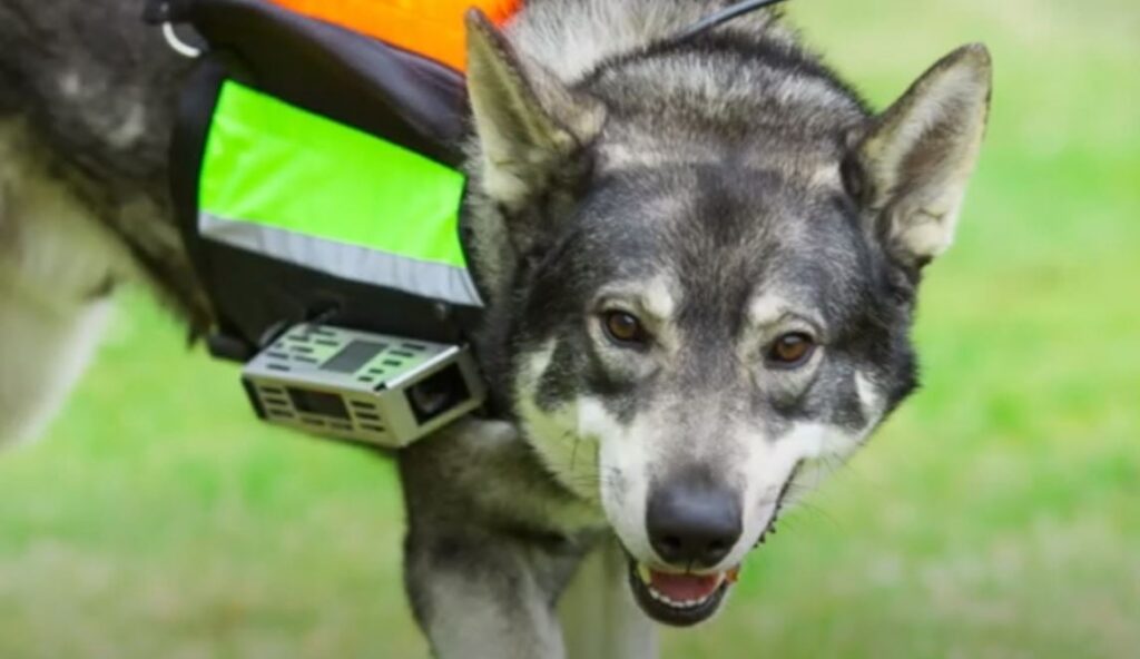 perro de caza Perro cazador de alces sueco