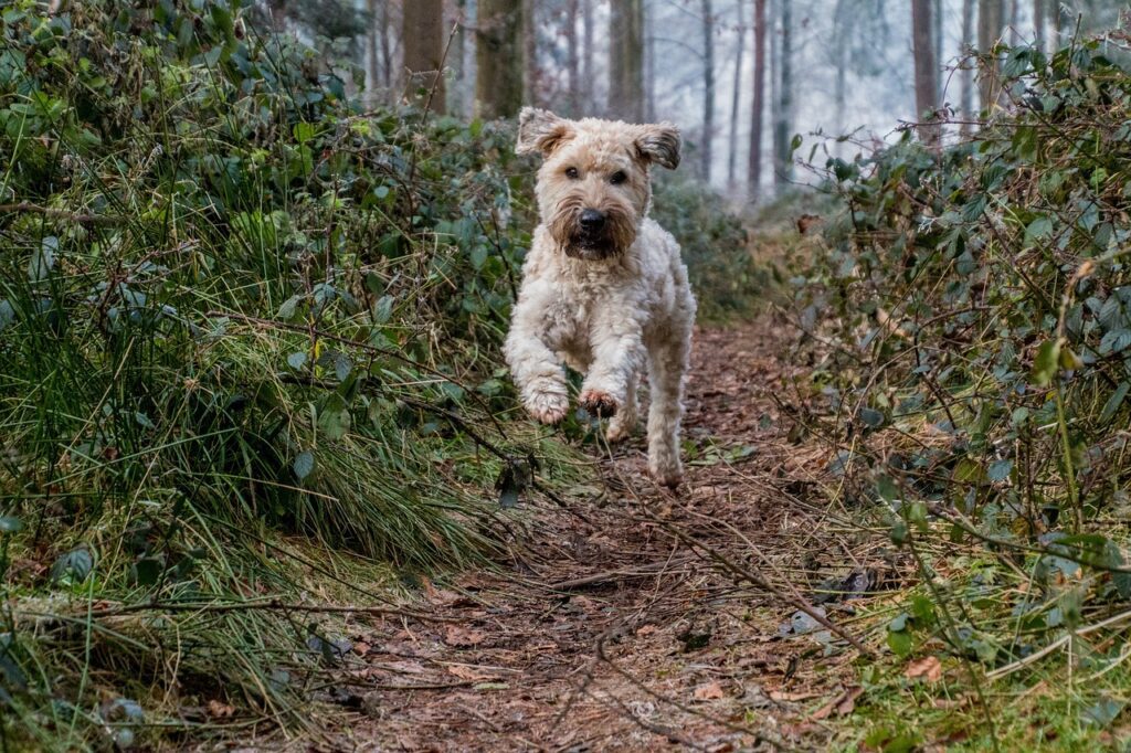 perro de caza Soft coated wheaten