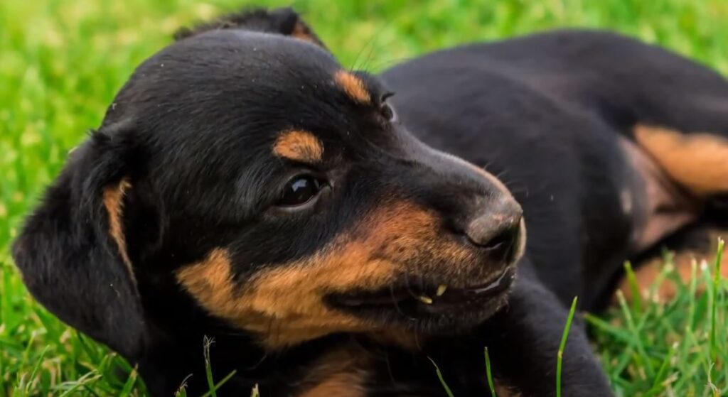 perro de caza Terrier cazador alemán cachorro