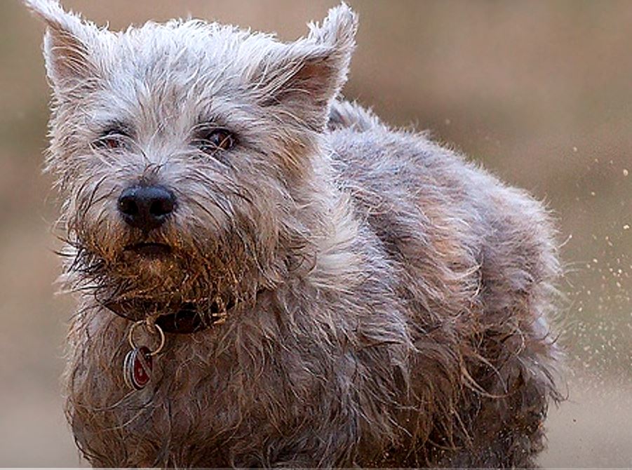 perro de caza Terrier glen de imaal irlandés