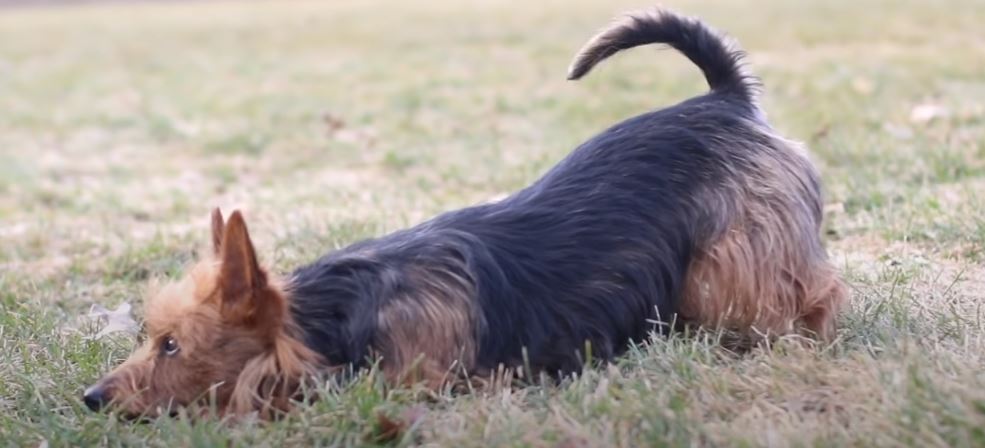 perro de caza australian terrier