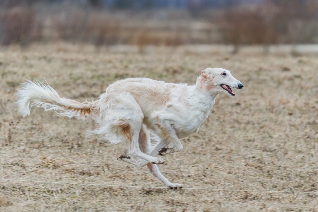 perro de caza borzoi