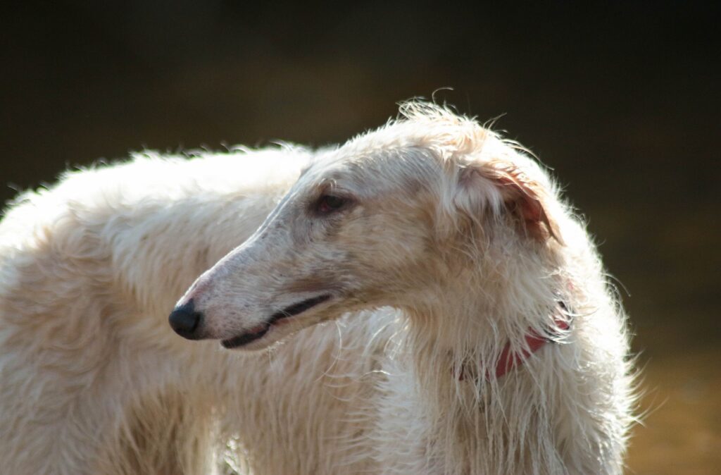 perro de caza borzoi ruso