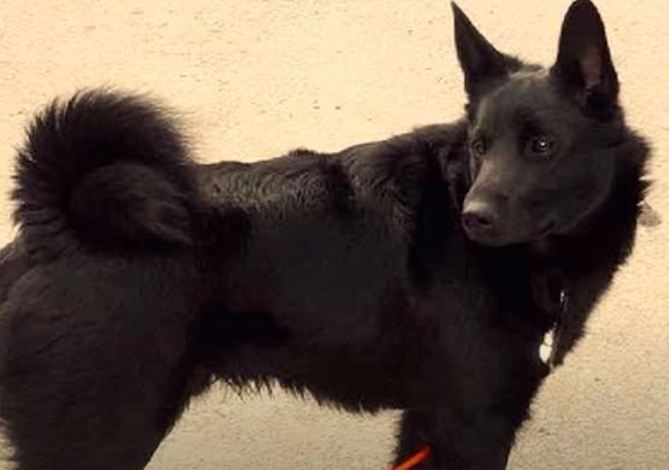 perro de caza cazador de alces noruego negro