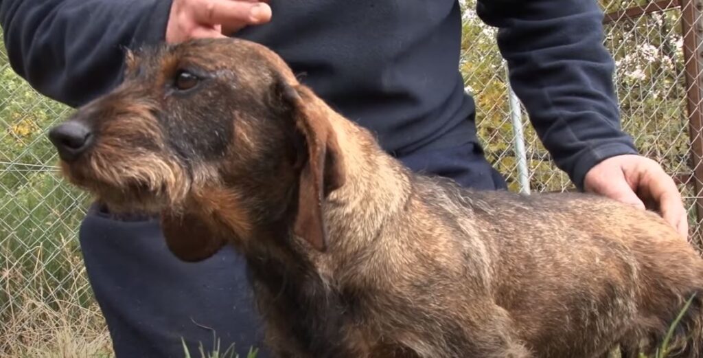 perro de caza dachshund de pelo duro