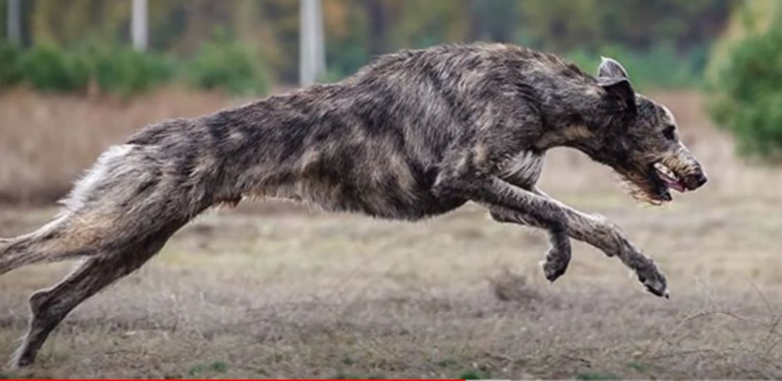 perro de caza Lebrel Irlandés