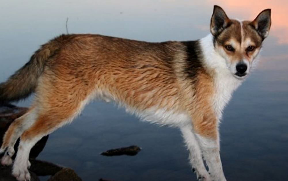 perro de caza lundehud de noruega