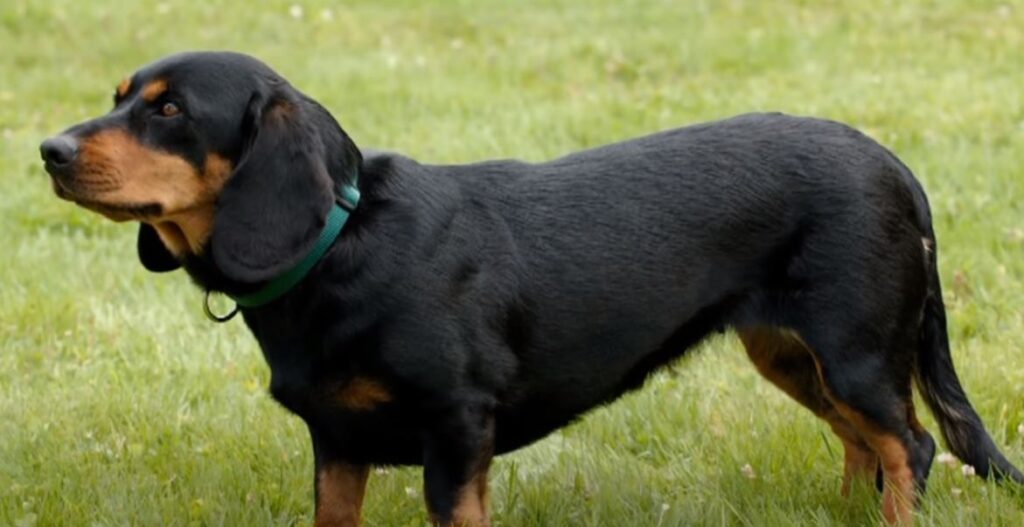 perro de caza rasteador de los alpes