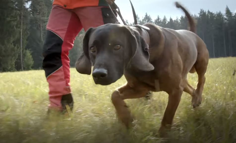 perro de caza Rastreador de Baviera