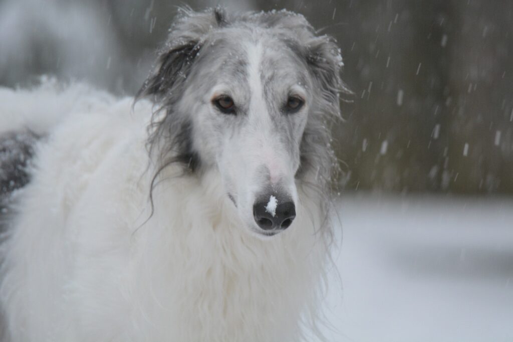 perro de caza ruso borzoi