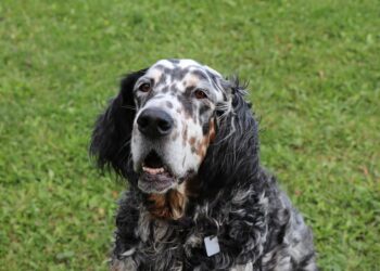 El Arte de la Caza con el Setter Inglés