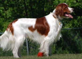 Diferencias Entre el Setter Irlandés Rojo y el Rojo y Blanco