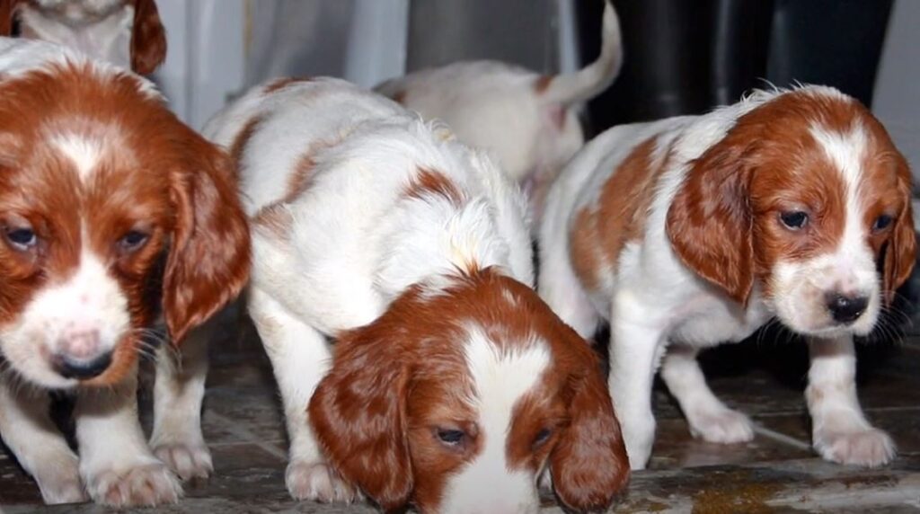 perro de caza setter irlandes rojo y blanco cachorros