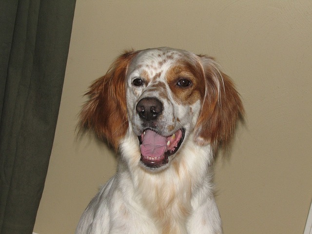 perro de caza setter irlandes rojo y blanco