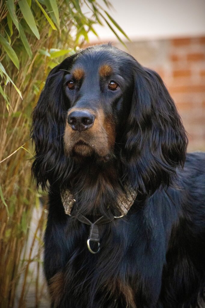 perro de caza setter gordon