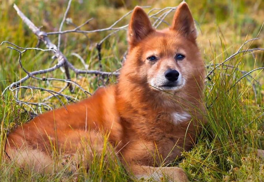 perro de caza spitz de finlandia