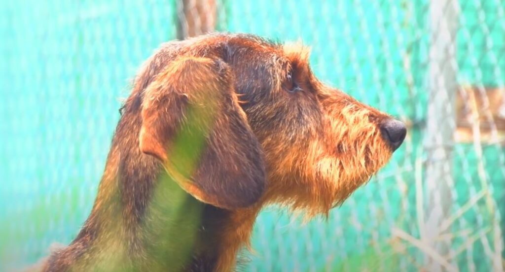 perro de caza teckel para la caza de conejos